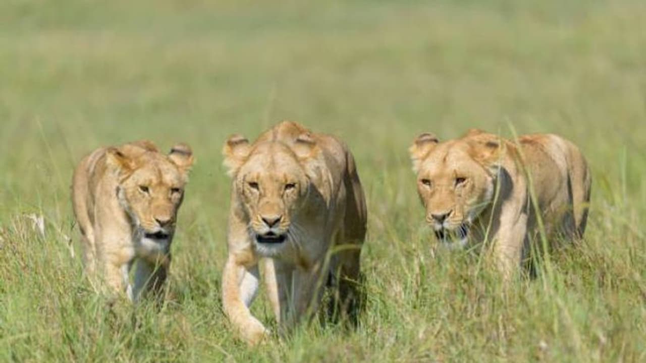തോലും തലയും ട്രോഫിയായി കണക്കാക്കും, പണം നൽകിയാൽ സിംഹത്തെ വേട്ടയാടിക്കൊല്ലാം, പക്ഷേ ഇനിയില്ല ‘ട്രോഫി ഹണ്ടിങ്’ തോലും തലയും ട്രോഫിയായി കണക്കാക്കും, പണം നൽകിയാൽ സിംഹത്തെ വേട്ടയാടിക്കൊല്ലാം, പക്ഷേ ഇനിയില്ല ‘ട്രോഫി ഹണ്ടിങ്’