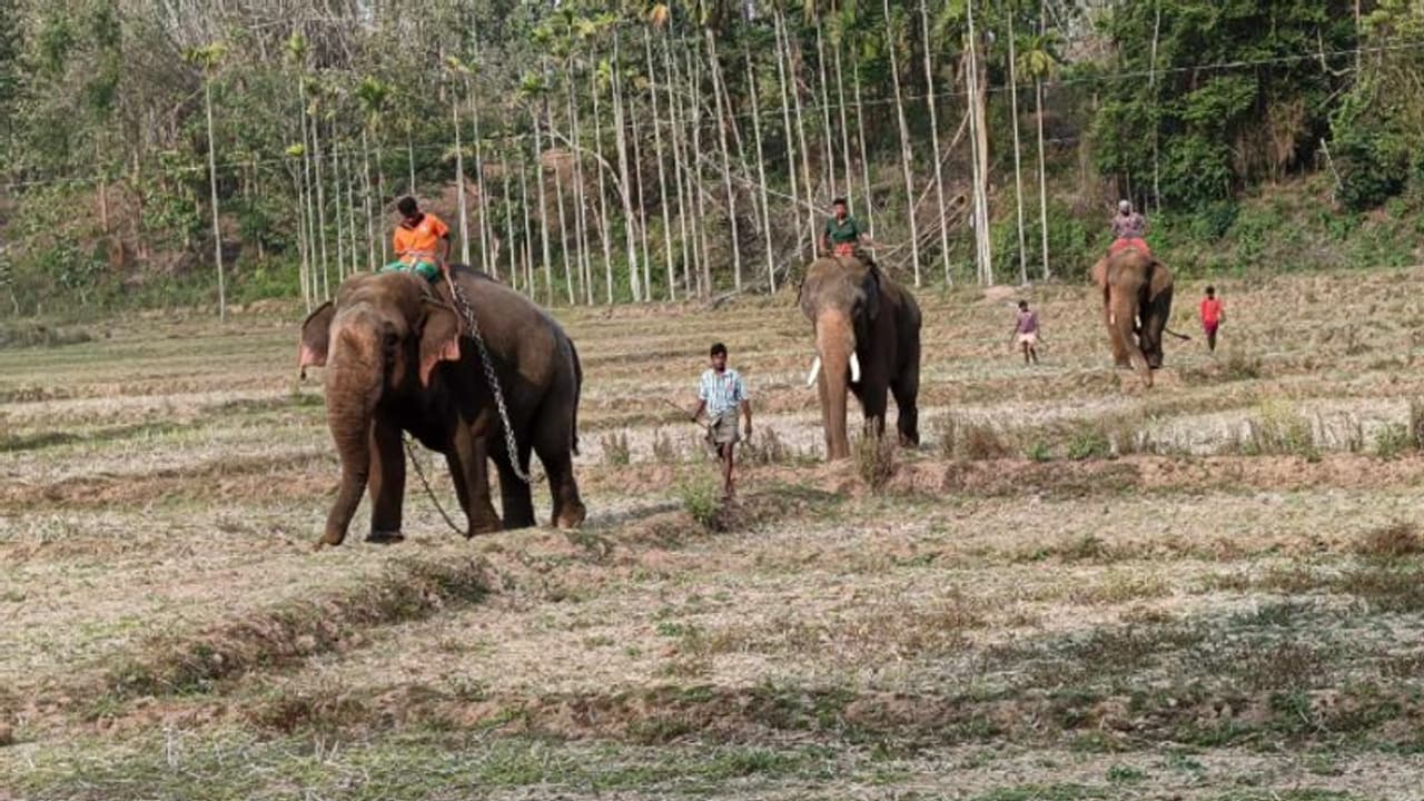 നാടിനെ വിറപ്പിച്ച് 'മുട്ടിക്കൊമ്പൻ'; തുരത്താൻ ഒരുങ്ങി 'ഉണ്ണികൃഷ്ണനും കുഞ്ചുവും', കാട്ടാന താത്തൂർ വനമേഖലയിൽ നാടിനെ വിറപ്പിച്ച് 'മുട്ടിക്കൊമ്പൻ'; തുരത്താൻ ഒരുങ്ങി 'ഉണ്ണികൃഷ്ണനും കുഞ്ചുവും', കാട്ടാന താത്തൂർ വനമേഖലയിൽ