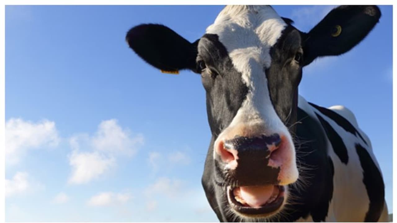 കോഴി കൂവും പശു അമറും; ഇതിന് എതിരെ കേസെടുക്കാന് പറ്റില്ലെന്ന് നിയമം പാസാക്കി ഫ്രാന്സ് കോഴി കൂവും പശു അമറും; ഇതിന് എതിരെ കേസെടുക്കാന് പറ്റില്ലെന്ന് നിയമം പാസാക്കി ഫ്രാന്സ്