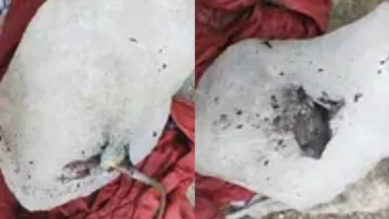 'ജ്യൂസ് അടിക്കാൻ ഐസ് എടുത്തപ്പോൾ അകത്ത് ചത്ത എലി'; ഹോട്ടലുകളിലേക്ക് ഐസ് എത്തിക്കുന്ന കമ്പനിക്കെതിരെ പരാതി 'ജ്യൂസ് അടിക്കാൻ ഐസ് എടുത്തപ്പോൾ അകത്ത് ചത്ത എലി'; ഹോട്ടലുകളിലേക്ക് ഐസ് എത്തിക്കുന്ന കമ്പനിക്കെതിരെ പരാതി