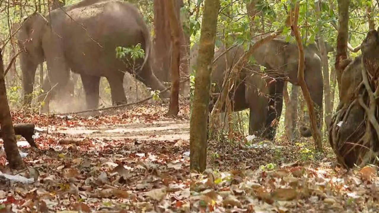 ആശ്വാസ വാര്‍ത്ത! പാലക്കാട് ട്രെയിൻ തട്ടിയ പരിക്കേറ്റ ആനയ്ക്ക് പരിശോധന, ആരോഗ്യ നിലയിൽ പുരോഗതി