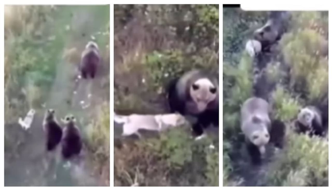 കാണാതായ പട്ടിയെ അന്വേഷിച്ച് ഡ്രോൺ പറത്തി; കരടിക്കുഞ്ഞുങ്ങളുമായി കളിക്കുന്ന വീഡിയോ സോഷ്യൽ മീഡിയയിൽ വൈറൽ