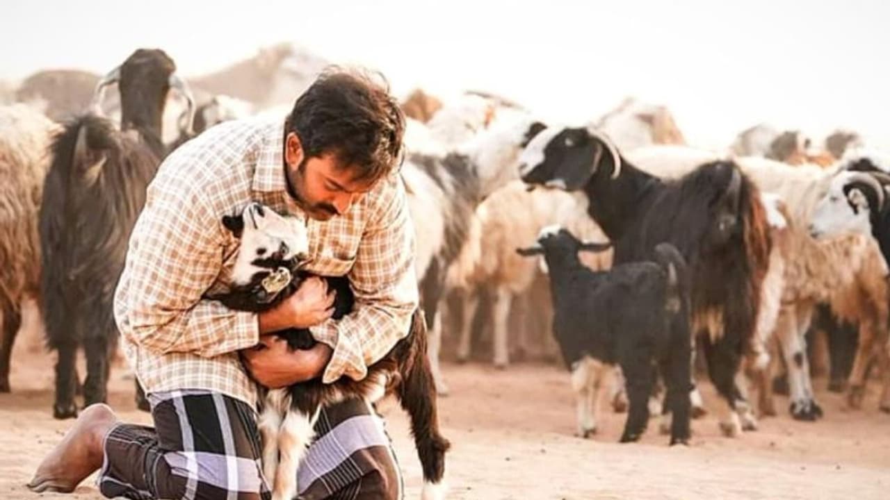 എതിരാളികളില്ലാതെ ബോക്സ് ഓഫീസില് രണ്ടാഴ്ച; 'ആടുജീവിതം' ഇതുവരെ നേടിയത് എതിരാളികളില്ലാതെ ബോക്സ് ഓഫീസില് രണ്ടാഴ്ച; 'ആടുജീവിതം' ഇതുവരെ നേടിയത്