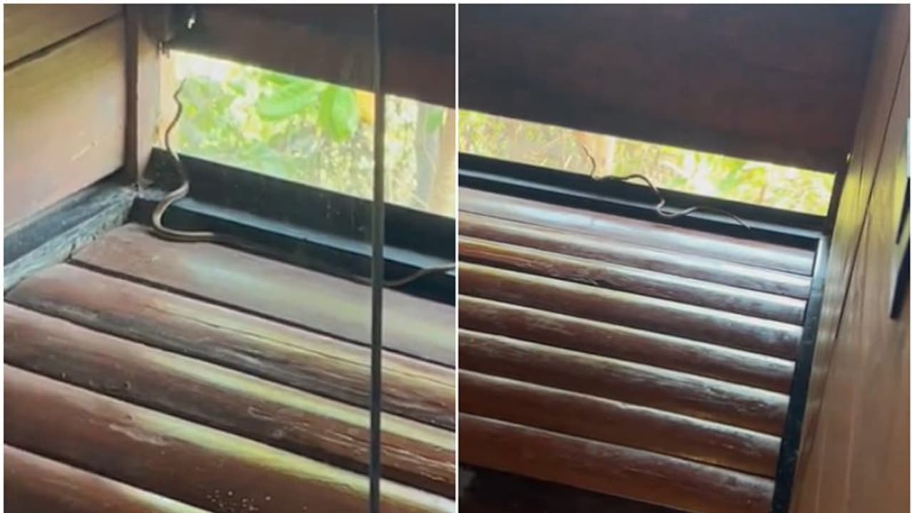 'ഇനി ഒരിക്കലും മൂത്രമൊഴിക്കില്ല'; റിസോർട്ടിലെ ശുചിമുറിയിൽ 'അപ്രതീക്ഷിത അതിഥിയെ' കണ്ട് ഞെട്ടി നടൻ, വീഡിയോ 'ഇനി ഒരിക്കലും മൂത്രമൊഴിക്കില്ല'; റിസോർട്ടിലെ ശുചിമുറിയിൽ 'അപ്രതീക്ഷിത അതിഥിയെ' കണ്ട് ഞെട്ടി നടൻ, വീഡിയോ