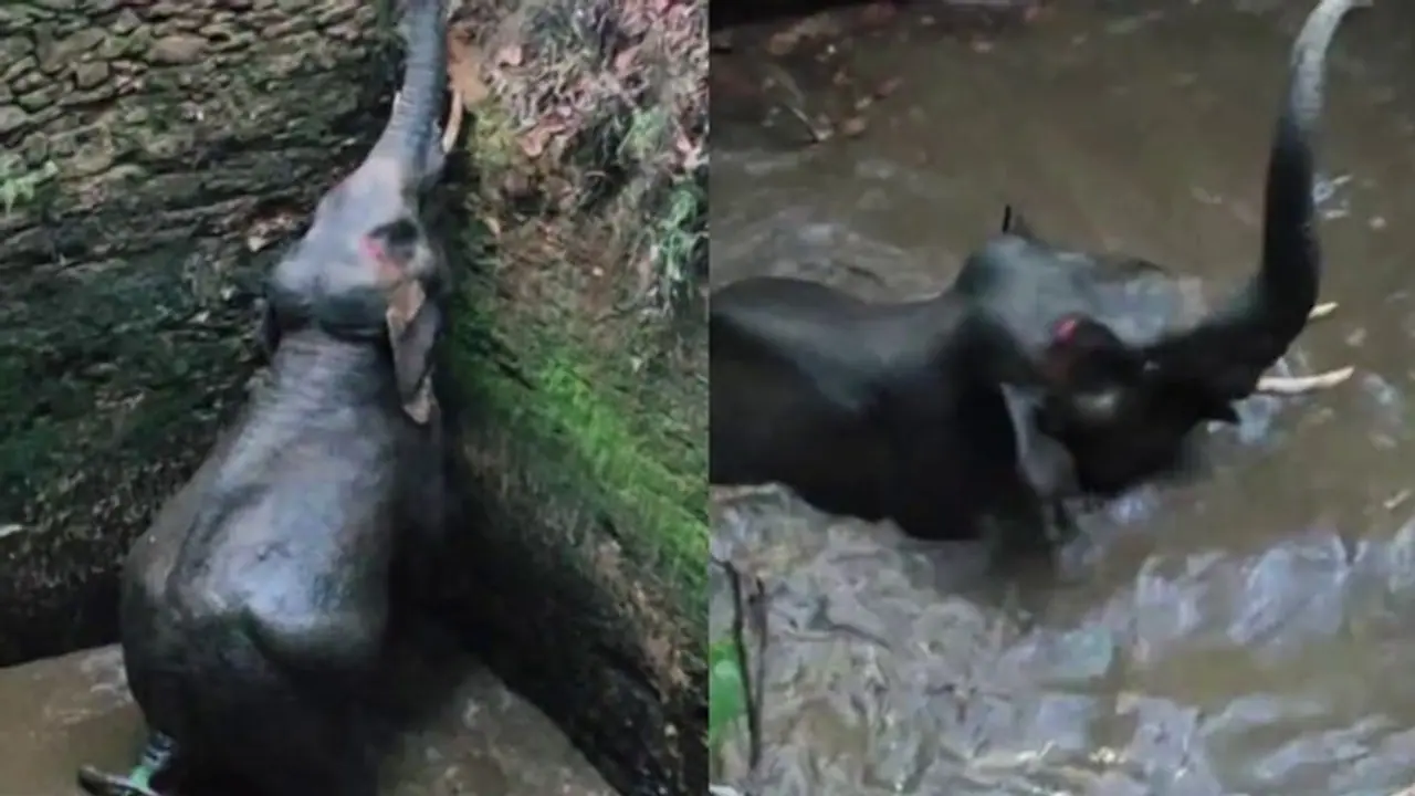 കോതമംഗലത്ത് സ്വകാര്യ വ്യക്തിയുടെ കിണറ്റില്‍ കാട്ടാന വീണു; രക്ഷപ്പെടുത്താൻ തീവ്രശ്രമം