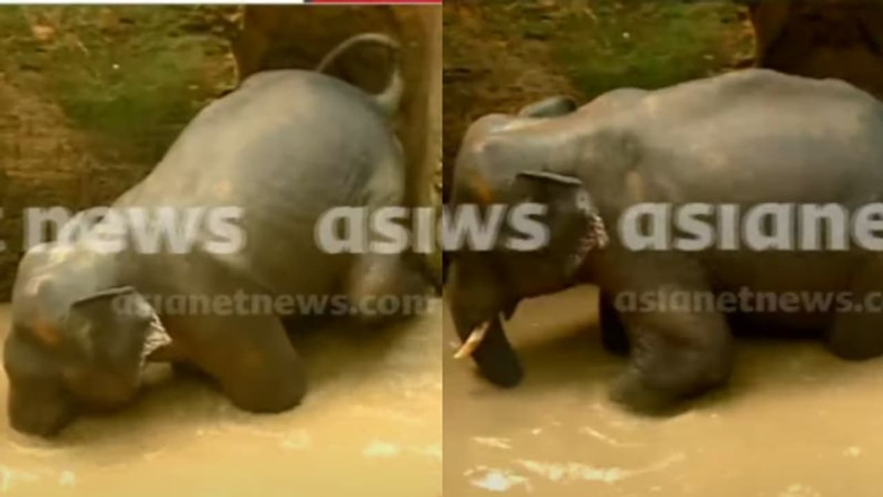 കോതമംഗലത്ത് കിണറ്റിൽ വീണ കാട്ടാനയെ വെള്ളം വറ്റിച്ച ശേഷം മയക്കുവെടി വയ്ക്കും, പ്രദേശത്ത് നിരോധനാജ്ഞ കോതമംഗലത്ത് കിണറ്റിൽ വീണ കാട്ടാനയെ വെള്ളം വറ്റിച്ച ശേഷം മയക്കുവെടി വയ്ക്കും, പ്രദേശത്ത് നിരോധനാജ്ഞ