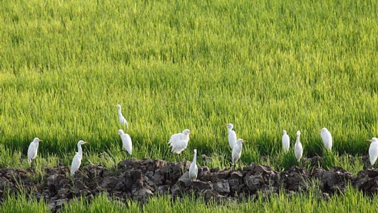 Kerala government allocates Rs. 50 crore to SupplyCo for Paddy procurement; Read on