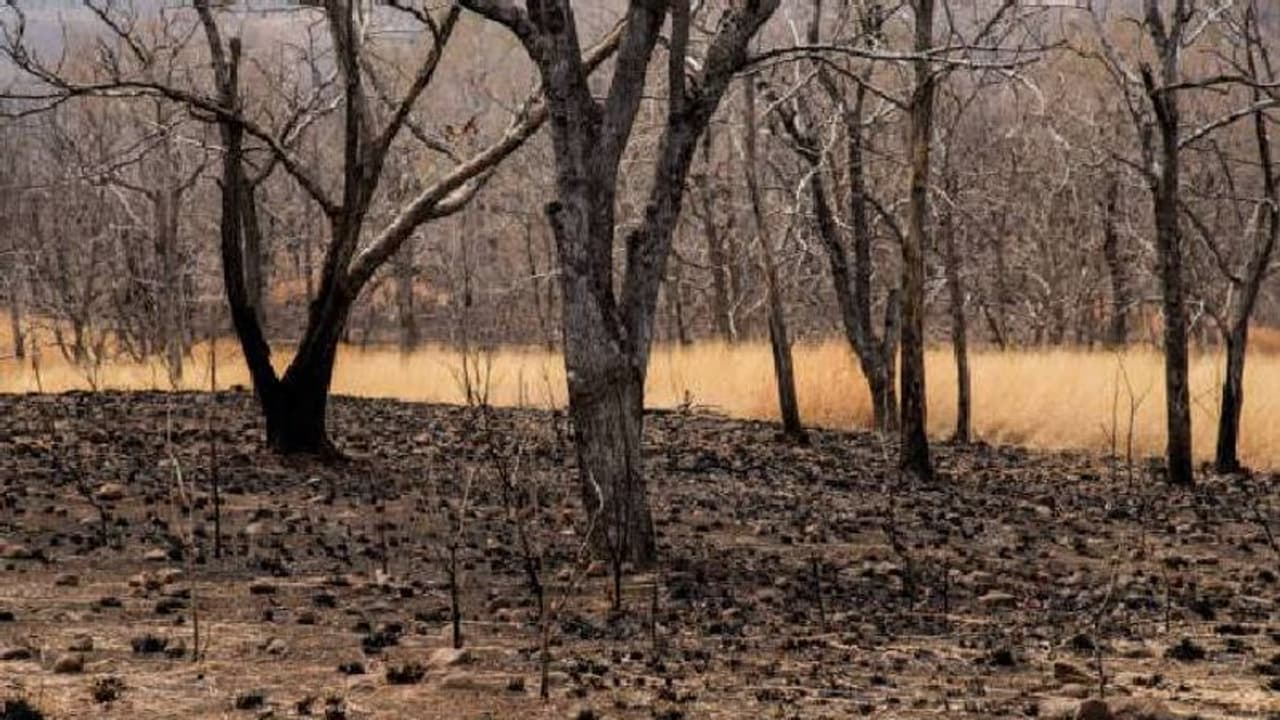 കാടെവിടെ മക്കളെ? 2000 മുതൽ ഇന്ത്യയ്ക്ക് നഷ്ടമായത് 2.33 ദശലക്ഷം ഹെക്ടർ മരം