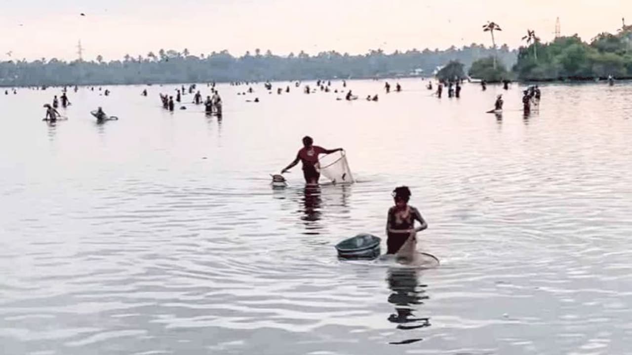 കരിമീൻ, ചെമ്മീൻ, കാളാഞ്ചി, തിരുത, തിലോപ്പി, പൂമീൻ..പെടപെടയ്ക്കണ മീൻ; എഴുപുന്ന നീണ്ടകര മേഖലയിൽ കെട്ടുകലക്കല് കരിമീൻ, ചെമ്മീൻ, കാളാഞ്ചി, തിരുത, തിലോപ്പി, പൂമീൻ..പെടപെടയ്ക്കണ മീൻ; എഴുപുന്ന നീണ്ടകര മേഖലയിൽ കെട്ടുകലക്കല്