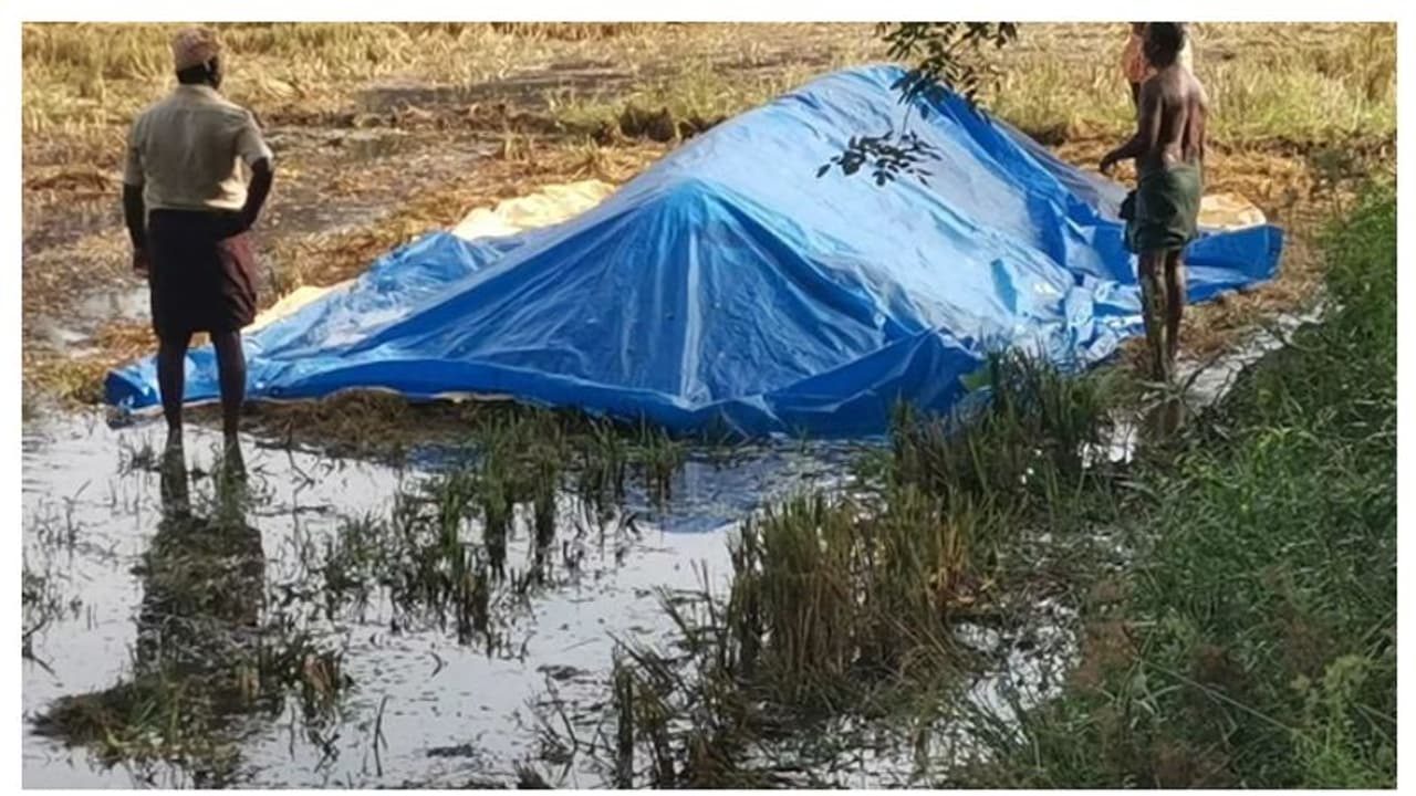 കൊയ്ത്ത് കഴിഞ്ഞ് വയലിൽ കൂട്ടിയിട്ട നെല്ല് വെള്ളം കയറ്റി മുക്കി; പിന്നിൽ സാമൂഹ്യവിരുദ്ധർ