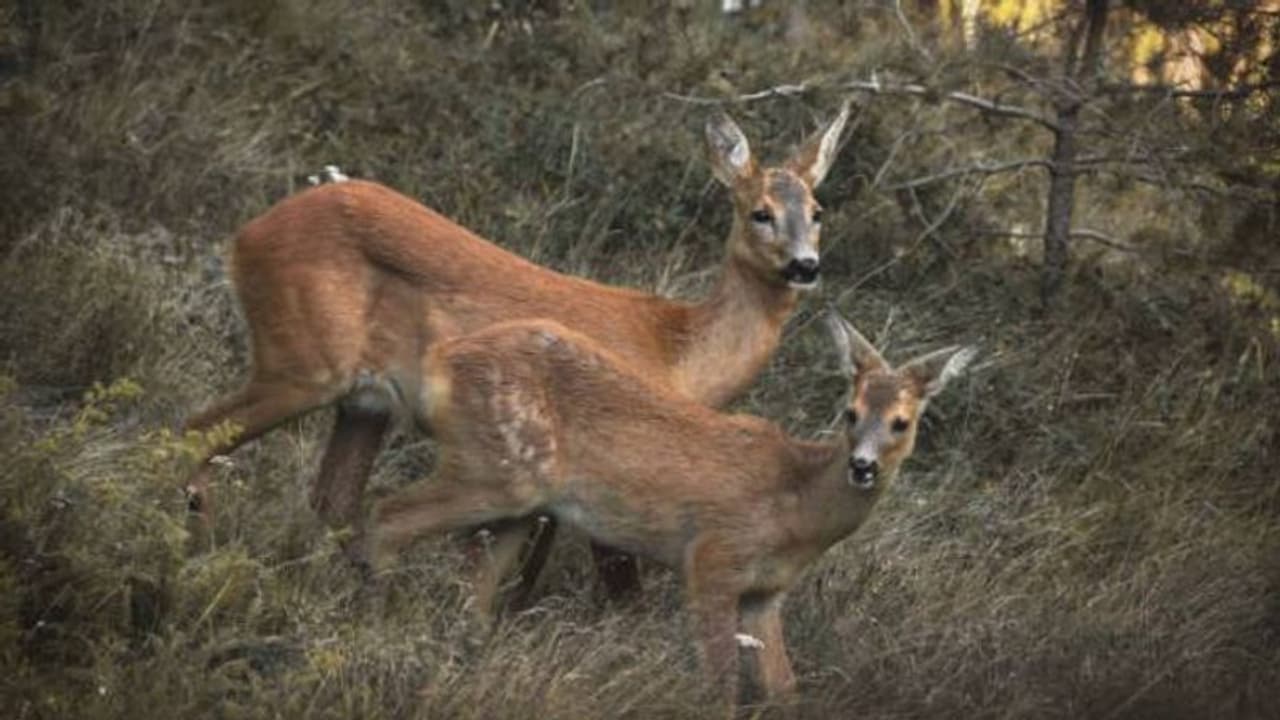 വേട്ടയാടാം, പക്ഷെ കുറച്ച് ഉത്തരവാദിത്തം കാണിക്കണം, ​ഗർഭിണികളെയും കുഞ്ഞുങ്ങളെയും തൊട്ടുപോകരുത്