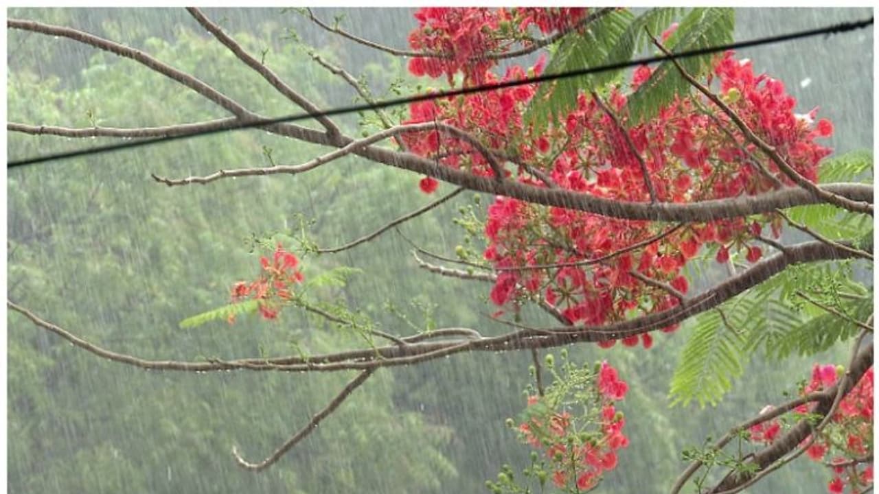ചൂടിന് അറുതിയായി ആശ്വാസ വാർത്ത! അടുത്ത മാസം അവസാന ആഴ്ചയോടെ കാലവർഷമെത്തും, പതിവിലും നേരത്തെ!