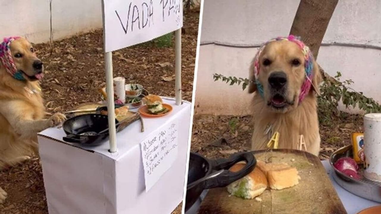 VIRAL video alert!: Golden Retriever named Oscar sells 'Vada Paw'; Kusha Kapila wants his location (WATCH) VIRAL video alert!: Golden Retriever named Oscar sells 'Vada Paw'; Kusha Kapila wants his location (WATCH)
