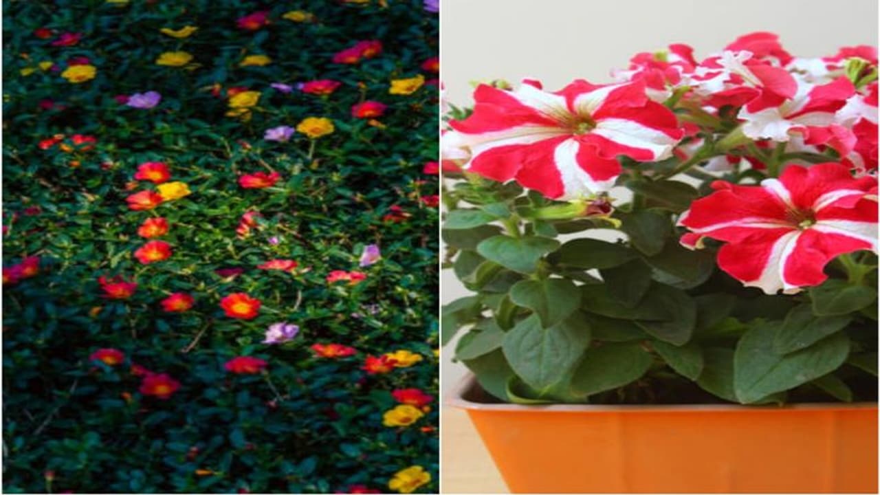 Petunia to Moss Rose: 8 beautiful hanging plants that you can easily grow at home Petunia to Moss Rose: 8 beautiful hanging plants that you can easily grow at home