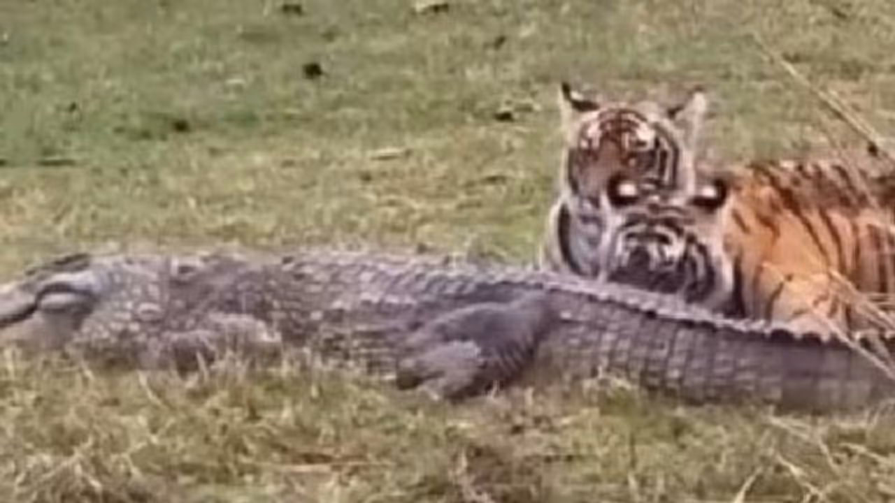 'ആദ്യമായിട്ടാണ് ഇങ്ങനെ ഒരു കാഴ്ച കാണുന്നത്'; കടുവയും മക്കളും കൂടി മുതലയെ വേട്ടയാടി തിന്നുന്ന വീഡിയോ