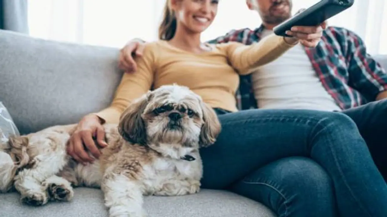 ഒരുകോടിയിലധികം പൂച്ചയും നായയും ടിവിക്ക് അടിമകൾ; പുതിയ പഠനം പറയുന്നത്