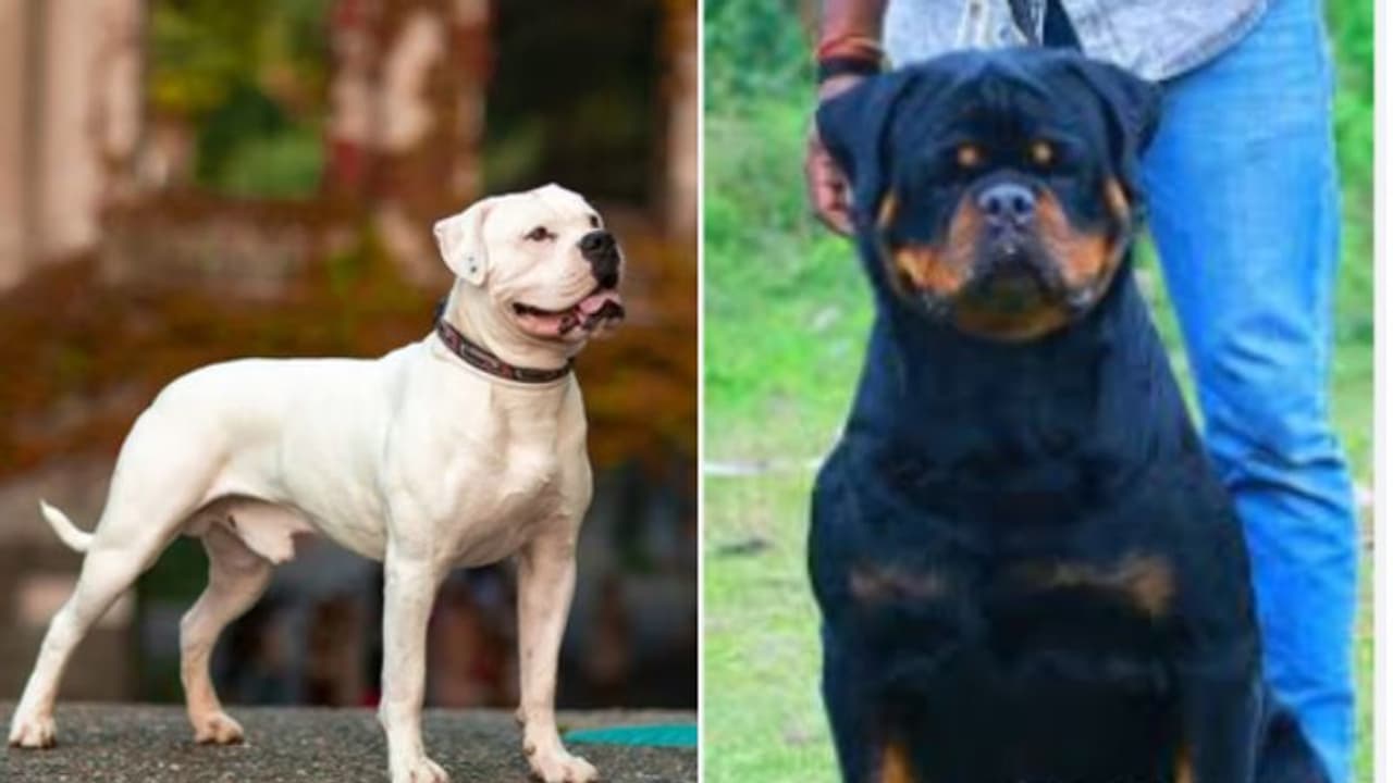 നായപ്രേമികള്‍ക്ക് സന്തോഷിക്കാം,അമേരിക്കന്‍ബുള്‍ഡോഗും,റോട്ട് വീലറും ഇറക്കുമതി ചെയ്യാം,വില്‍ക്കാം,വിലക്ക് നീങ്ങി