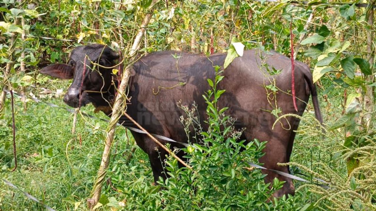 മലപ്പുറത്ത് എരുമക്ക് നേരെ കുറുക്കന്മാരുടെ കൂട്ട ആക്രമണം; എരുമയുടെ വാൽ കുറുക്കന്മാര് കടിച്ചെടുത്തു മലപ്പുറത്ത് എരുമക്ക് നേരെ കുറുക്കന്മാരുടെ കൂട്ട ആക്രമണം; എരുമയുടെ വാൽ കുറുക്കന്മാര് കടിച്ചെടുത്തു
