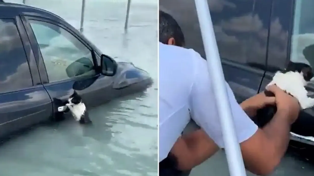 Dubai floods: Video of cat saved after being found clinging to car door amidst rainfall moves internet (WATCH) Dubai floods: Video of cat saved after being found clinging to car door amidst rainfall moves internet (WATCH)
