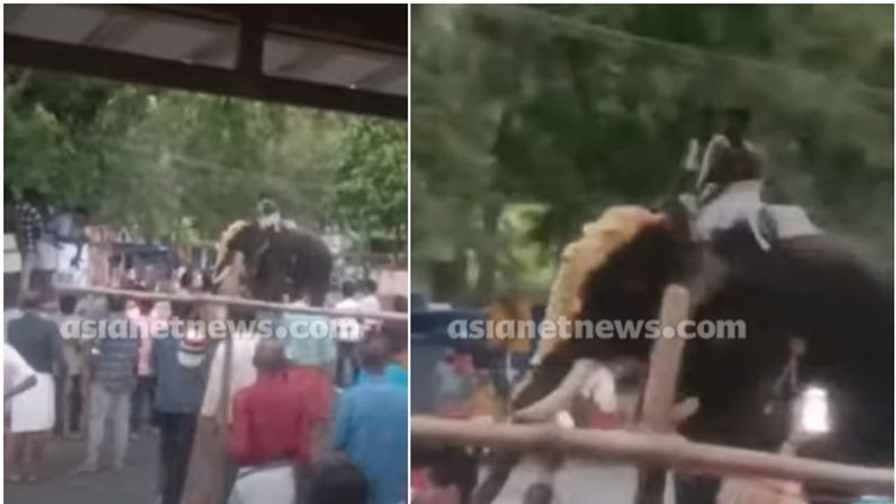 ഉച്ചത്തിലുള്ള ഡിജെ മ്യൂസിക് കേട്ട് വേലയ്ക്കിടെ ആന ഇടഞ്ഞു; ഒഴിഞ്ഞത് വലിയ അപകടം വീഡിയോ