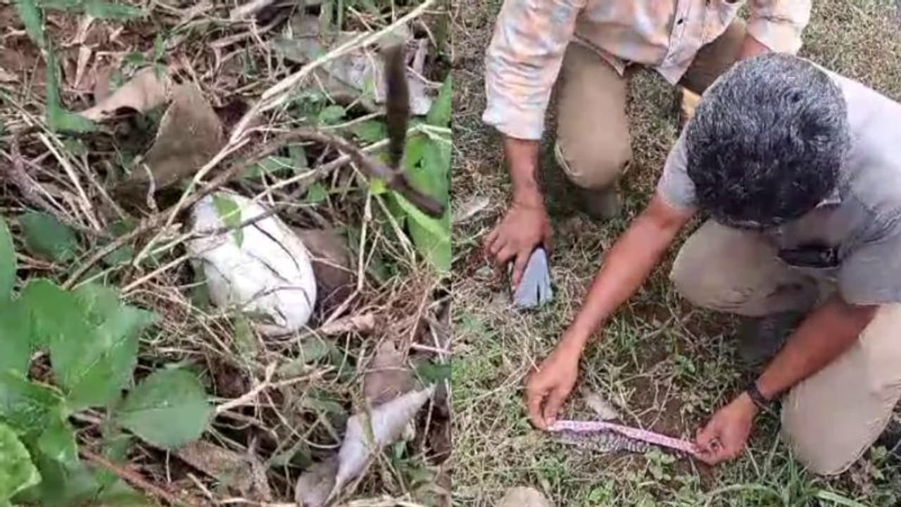 മുതല കുഞ്ഞ് ചത്ത നിലയിൽ,സമീപത്തായി ഒരു മുതല മുട്ടയും; സംഭവം ചാലക്കുടി പുഴക്കരയിൽ മുതല കുഞ്ഞ് ചത്ത നിലയിൽ,സമീപത്തായി ഒരു മുതല മുട്ടയും; സംഭവം ചാലക്കുടി പുഴക്കരയിൽ