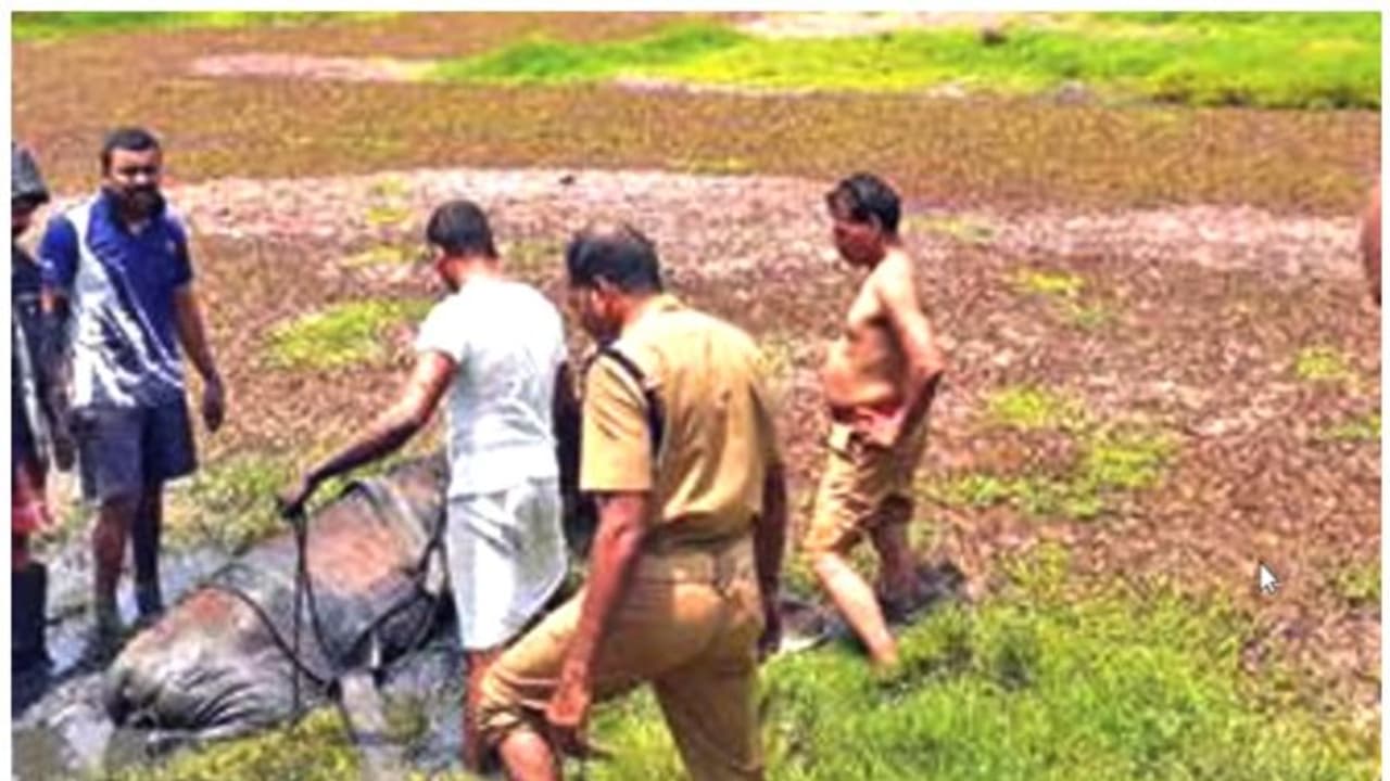 പുല്ല് തിന്നുന്നതിനിടയിൽ പശു ചതുപ്പുനിലത്തിൽ പൂണ്ടുപോയി; കരയ്ക്ക് കയറാനാവാതെ വന്നപ്പോൾ രക്ഷകരായ ഫയർഫോഴ്സ്