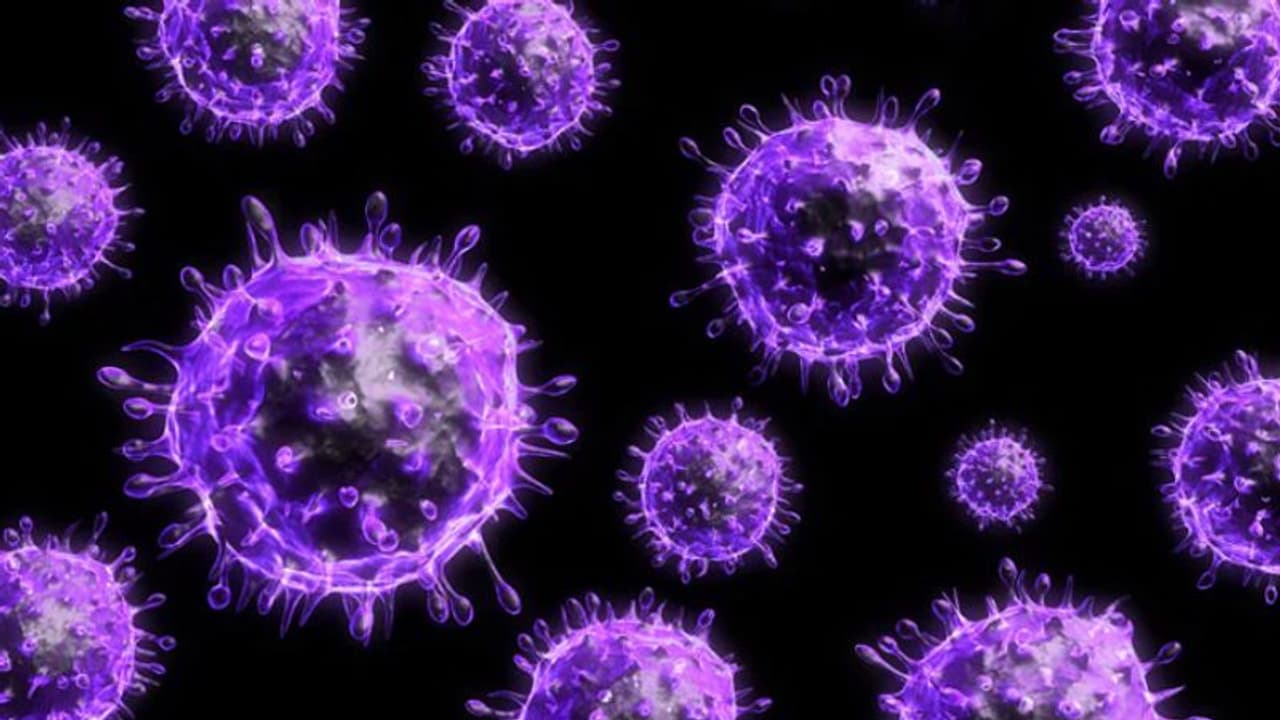 എച്ച്5എൻ1 വൈറസ്: മരണനിരക്ക് അസാധാരണമായി ഉയരുന്നു, വലിയ ആശങ്കയെന്ന് ലോകാരോഗ്യ സംഘടന എച്ച്5എൻ1 വൈറസ്: മരണനിരക്ക് അസാധാരണമായി ഉയരുന്നു, വലിയ ആശങ്കയെന്ന് ലോകാരോഗ്യ സംഘടന