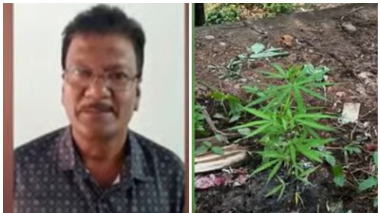 രഹസ്യവിവരത്തെ തുടർന്ന് പരിശോധനക്കെത്തി പൊലീസ്, വീട്ടുവളപ്പിൽ 2 കഞ്ചാവ് ചെടികൾ, വീട്ടുടമ അറസ്റ്റിൽ രഹസ്യവിവരത്തെ തുടർന്ന് പരിശോധനക്കെത്തി പൊലീസ്, വീട്ടുവളപ്പിൽ 2 കഞ്ചാവ് ചെടികൾ, വീട്ടുടമ അറസ്റ്റിൽ