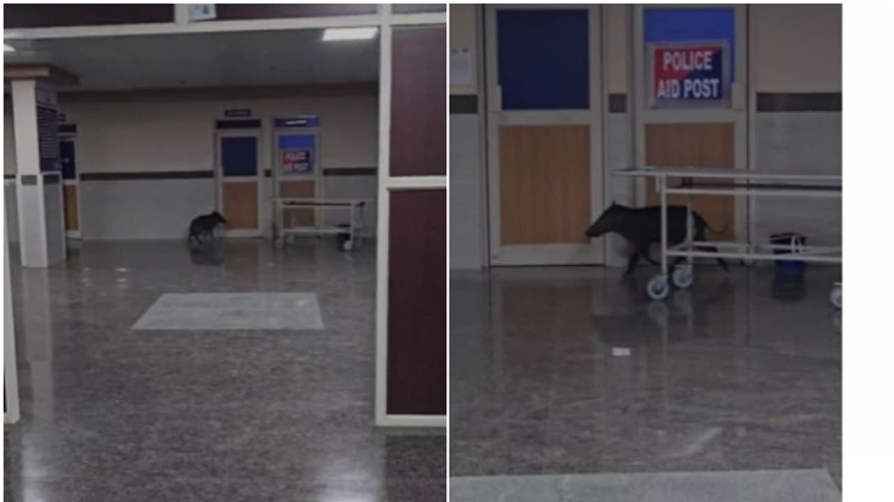 മെഡിക്കൽ കോളേജിലെ കാഷ്വാലിറ്റിയിലേക്ക് പാഞ്ഞു കയറി കാട്ടുപന്നി; പരിഭ്രാന്തി സൃഷ്ടിച്ച് ഒപി വഴി പുറത്തേക്ക് മെഡിക്കൽ കോളേജിലെ കാഷ്വാലിറ്റിയിലേക്ക് പാഞ്ഞു കയറി കാട്ടുപന്നി; പരിഭ്രാന്തി സൃഷ്ടിച്ച് ഒപി വഴി പുറത്തേക്ക്