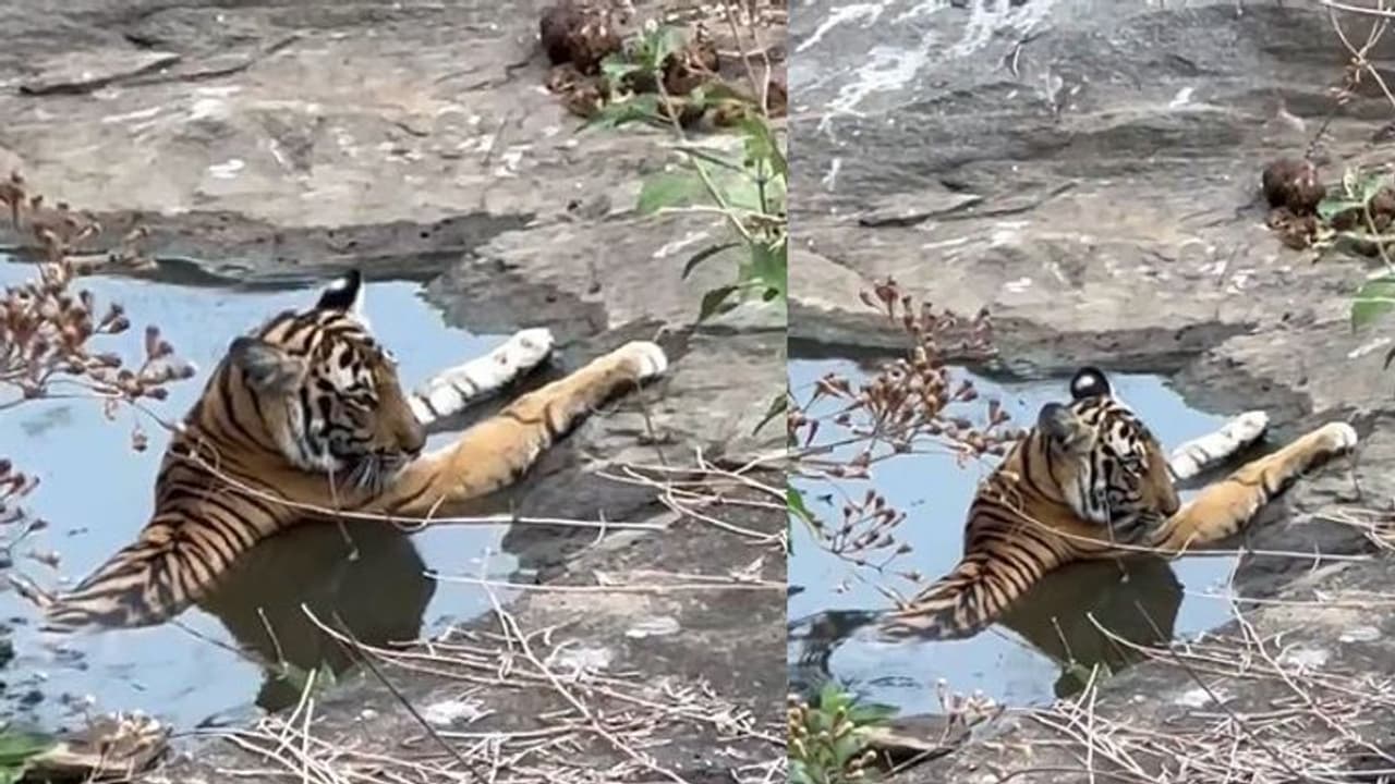 ಅಯ್ಯೋ ಫುಲ್ ಸೆಖೆ ಗುರು... ನ್ಯಾಚುರಲ್ ಸ್ವಿಮ್ಮಿಂಗ್ ಫುಲ್‌ನಲ್ಲಿ ಚಿಲ್‌ ಮಾಡ್ತಿರುವ ಟೈಗರು.!