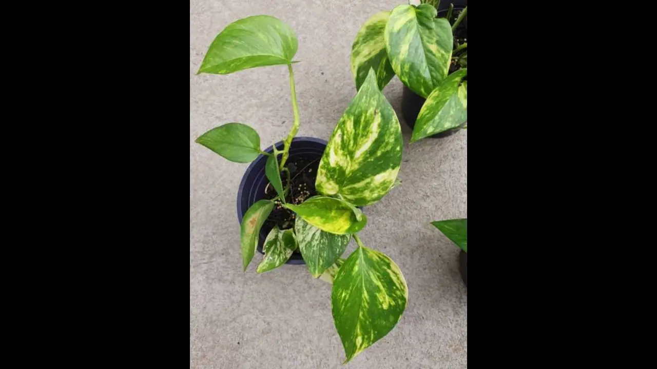 Money plant Money plant
