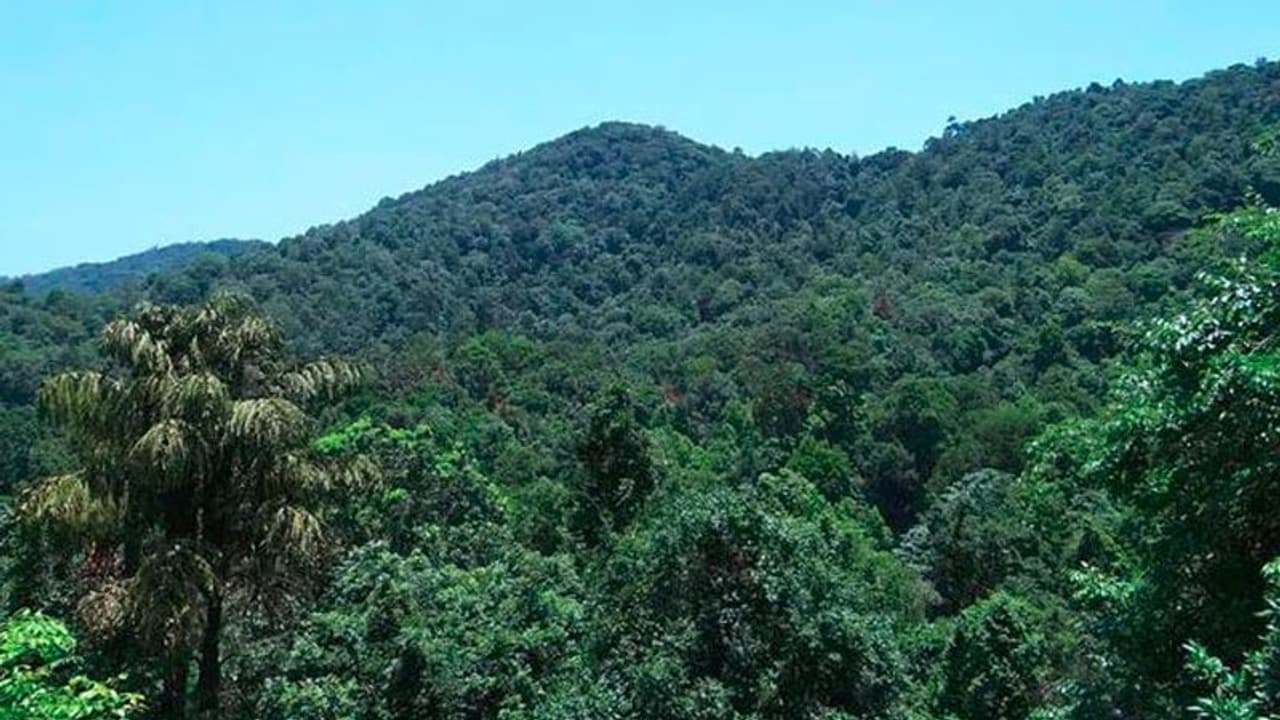 ಕೇರಳ: ಒಂದೇ ಒಂದು ವೋಟಿಗಾಗಿ ದಟ್ಟ ಕಾನನದಲ್ಲಿ 18 ಕಿಲೋ ಮೀಟರ್ ನಡೆದ ಚುನಾವಣಾ ಸಿಬ್ಬಂದಿ ಕೇರಳ: ಒಂದೇ ಒಂದು ವೋಟಿಗಾಗಿ ದಟ್ಟ ಕಾನನದಲ್ಲಿ 18 ಕಿಲೋ ಮೀಟರ್ ನಡೆದ ಚುನಾವಣಾ ಸಿಬ್ಬಂದಿ