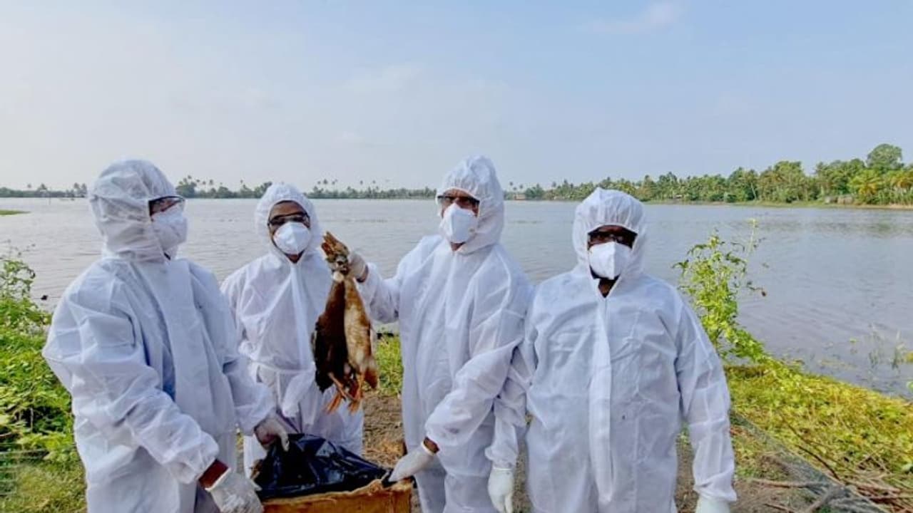 താറാവുകൾ കൂട്ടത്തോടെ ചത്തതോടെ പരിശോധന; കോട്ടയം പായിപ്പാട് പഞ്ചായത്തിലും പക്ഷിപ്പനി സ്ഥിരീകരിച്ചു താറാവുകൾ കൂട്ടത്തോടെ ചത്തതോടെ പരിശോധന; കോട്ടയം പായിപ്പാട് പഞ്ചായത്തിലും പക്ഷിപ്പനി സ്ഥിരീകരിച്ചു