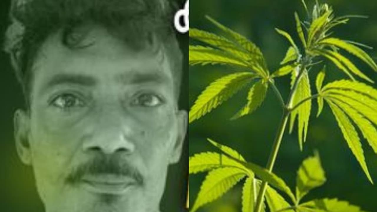 ഒറ്റനോട്ടത്തിൽ ചുരയ്ക്ക കൃഷി, ഇടയിൽ കഞ്ചാവ് ചെടികൾ നട്ടുവളർത്തി, ബാർബർ ഷോപ്പുകാരൻ പെരുമ്പാവൂരിൽ പിടിയിൽ ഒറ്റനോട്ടത്തിൽ ചുരയ്ക്ക കൃഷി, ഇടയിൽ കഞ്ചാവ് ചെടികൾ നട്ടുവളർത്തി, ബാർബർ ഷോപ്പുകാരൻ പെരുമ്പാവൂരിൽ പിടിയിൽ