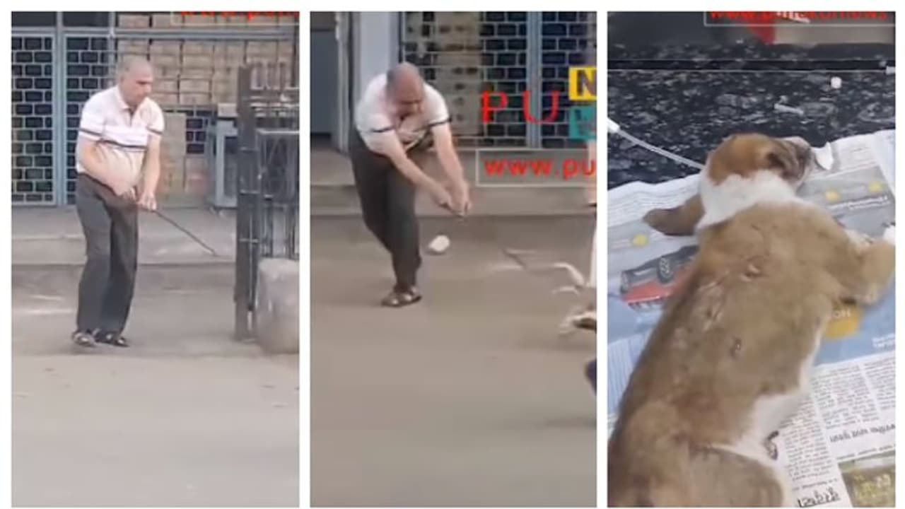 നായക്കുട്ടിയെ ഇരുമ്പ് വടി കൊണ്ട് അടിച്ച് റോഡിലിടുന്ന ആളുടെ വീഡിയോ വൈറൽ; രൂക്ഷമായി പ്രതികരിച്ച് സോഷ്യൽ മീഡിയ