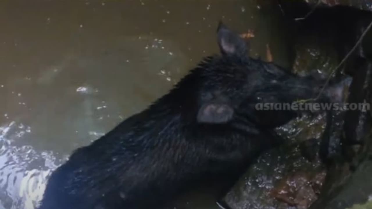  കട്ടപ്പനയിൽ കാട്ടുപന്നി കിണറ്റിൽ വീണു; വനം വകുപ്പ് ഉദ്യോഗസ്ഥരെത്തി വെടിവച്ചു കൊന്നു 