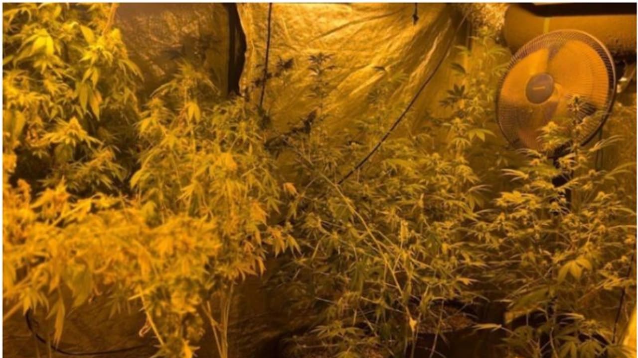 നട്ടുനനച്ച് വളർത്തിയത് കഞ്ചാവ്; കയ്യോടെ പൊക്കി, 45 തൈകളും നാല് കിലോ കഞ്ചാവും പിടിച്ചെടുത്തു 