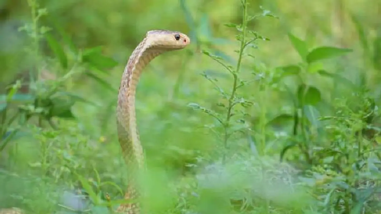 പാമ്പുകൾക്ക് നോ എൻട്രി; ഒറ്റപ്പാമ്പ് പോലുമില്ലാത്ത രാജ്യമുണ്ടോ? പാമ്പുകൾക്ക് നോ എൻട്രി; ഒറ്റപ്പാമ്പ് പോലുമില്ലാത്ത രാജ്യമുണ്ടോ?