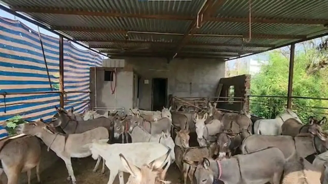 வேலை கிடைக்காமல் கழுதைப்பண்ணை தொடங்கிய இளைஞர்! லிட்டர் ரூ.5000 க்கு கழுதைப்பால் விற்பனை அமோகம்! வேலை கிடைக்காமல் கழுதைப்பண்ணை தொடங்கிய இளைஞர்! லிட்டர் ரூ.5000 க்கு கழுதைப்பால் விற்பனை அமோகம்!