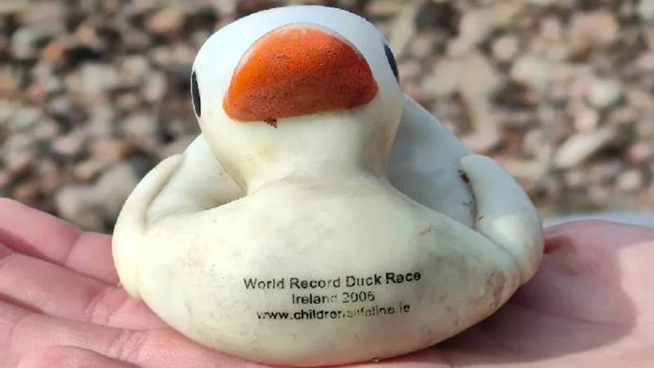 18 കൊല്ലം മുമ്പ് ഒഴുക്കിവിട്ട റബ്ബർ താറാവ്, കണ്ടെത്തിയത് 644 കി.മി അകലെ, പുറത്ത് ചില വിവരങ്ങളും