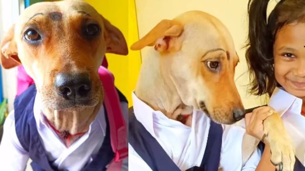 കണ്ണെഴുതി പൊട്ടും തൊട്ട് യൂണിഫോമും ബാ​ഗുമായി എങ്ങോട്ടാ, വൈറലായി നായയുടെ വീഡിയോ
