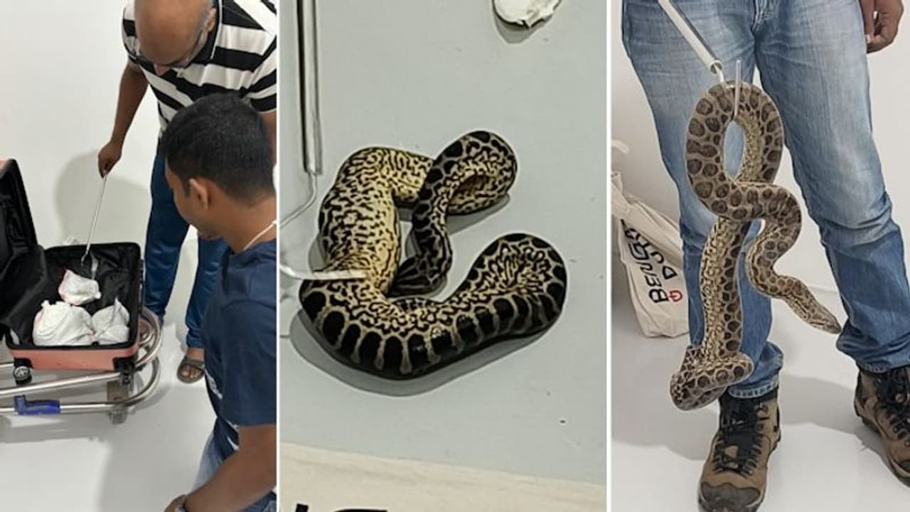 Karnataka: Passenger from Bangkok arrested with 10 yellow anacondas at Bengaluru airport (See PHOTOS)