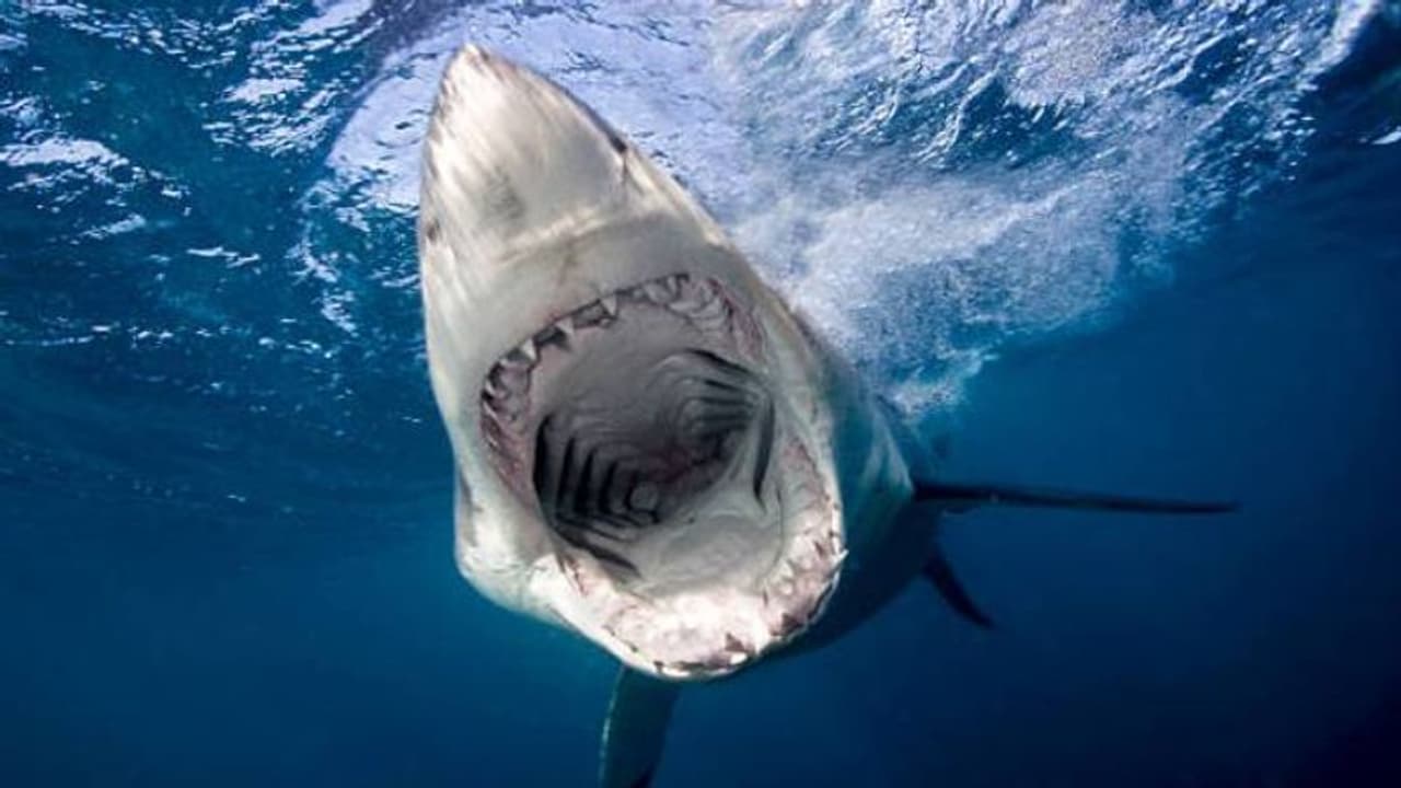 16 കാരന്റെ കാലിൽ കടിച്ച് സ്രാവ്, താടിയെല്ലിൽ പിടിച്ച് മകനെ രക്ഷിച്ചെടുത്ത് അച്ഛൻ