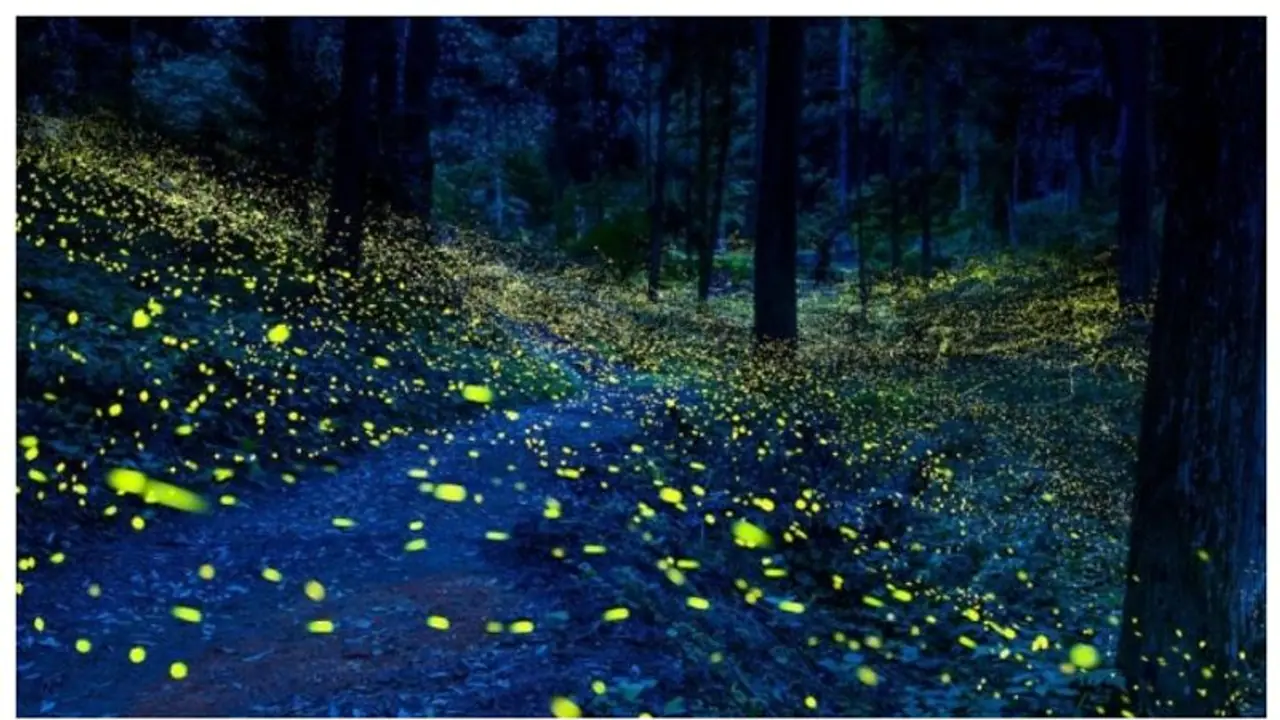 'അവതാര്‍' സിനിമയിലെ 'പാണ്ടോര' പോലെ തിളങ്ങുന്ന കാട്. അതും ഇന്ത്യയില്‍; എന്താ പോകുവല്ലേ ? 