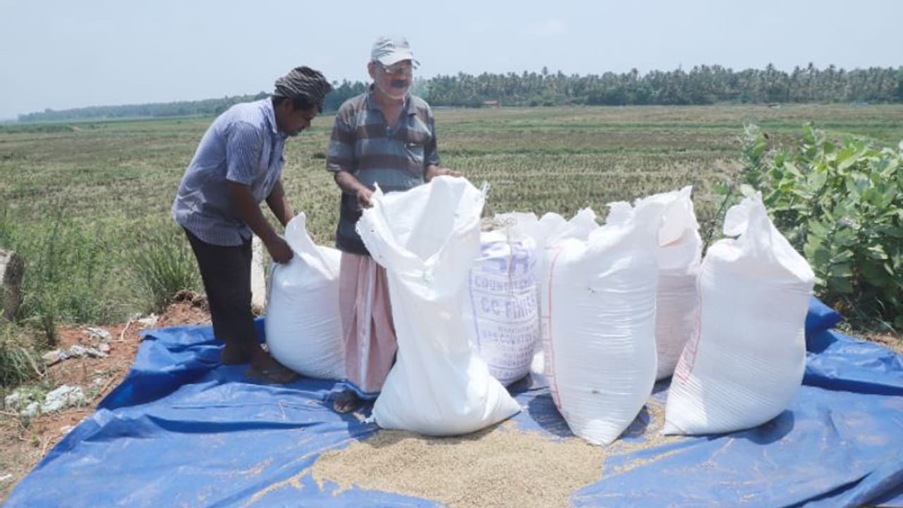 കഴിഞ്ഞ വർഷം സപ്ലൈകോയ്ക്ക് നൽകിയത് 55 ചാക്ക് നെല്ല്, ഇത്തവണ 7 ചാക്ക്, നെഞ്ചുപൊട്ടി കർഷകർ കഴിഞ്ഞ വർഷം സപ്ലൈകോയ്ക്ക് നൽകിയത് 55 ചാക്ക് നെല്ല്, ഇത്തവണ 7 ചാക്ക്, നെഞ്ചുപൊട്ടി കർഷകർ