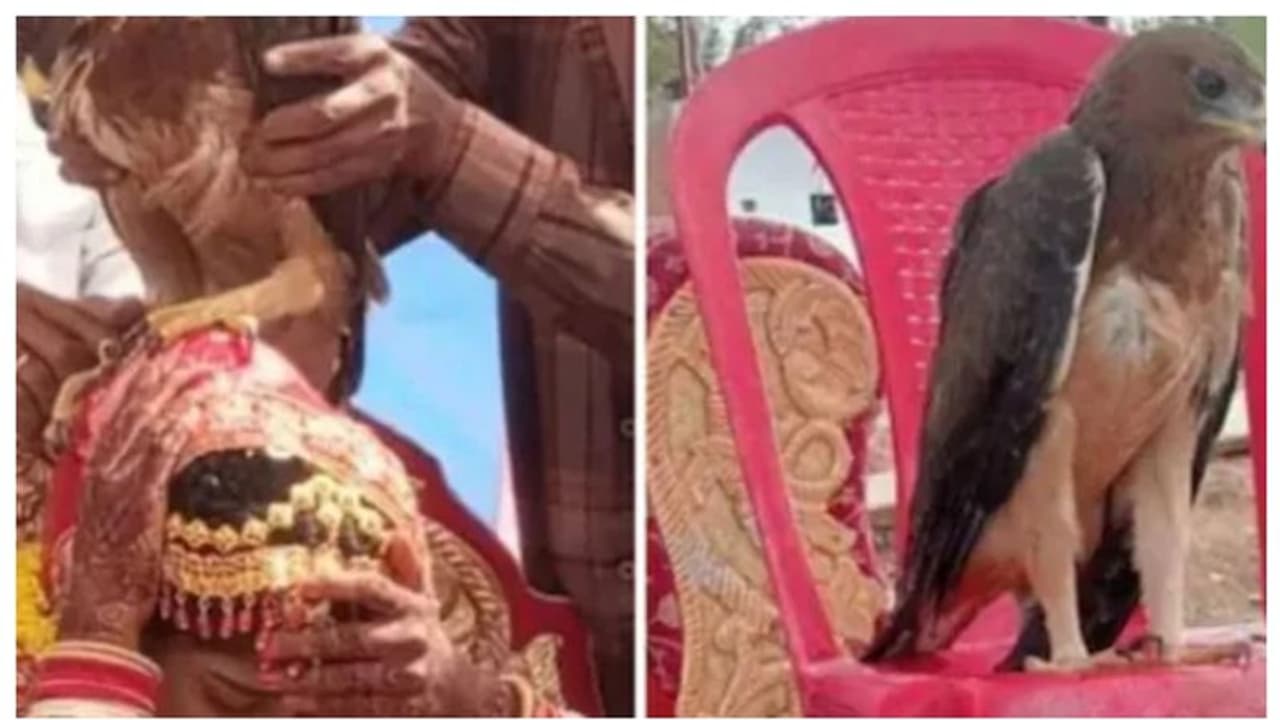 വിവാഹ പന്തലിൽ പറന്നിറങ്ങിയത് പരുന്ത്; വധുവിന്റെ മരിച്ചുപോയ അച്ഛൻ എന്ന് ഗ്രാമവാസികൾ വിവാഹ പന്തലിൽ പറന്നിറങ്ങിയത് പരുന്ത്; വധുവിന്റെ മരിച്ചുപോയ അച്ഛൻ എന്ന് ഗ്രാമവാസികൾ