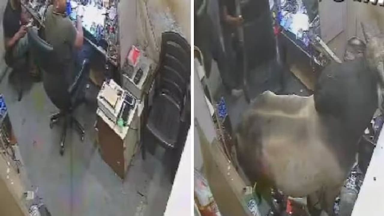 കടയിലേക്ക് ചാടിക്കയറി കൂറ്റൻ കാള, പുറത്ത് കടക്കാനാവാതെ തൊഴിലാളികൾ, നടുക്കുന്ന സിസിടിവി ദൃശ്യങ്ങൾ