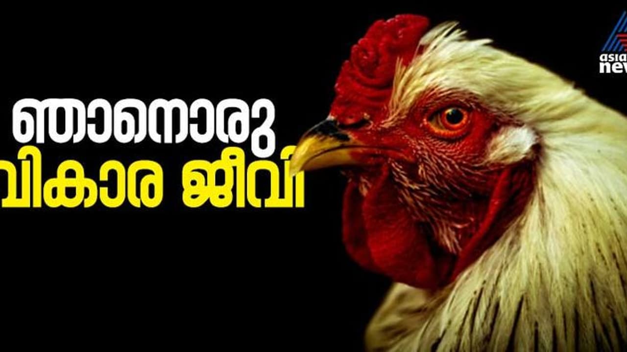 'കോഴി ഒരു വികാര ജീവി'; വികാരം വരുമ്പോള് നിറം മാറുമെന്ന് പഠനം 'കോഴി ഒരു വികാര ജീവി'; വികാരം വരുമ്പോള് നിറം മാറുമെന്ന് പഠനം