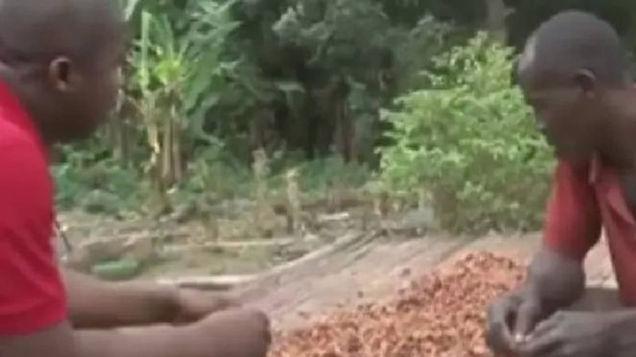 കൊക്കോ കർഷകരാണ്, ചോക്ലേറ്റ് രുചിച്ച് നോക്കുന്നത് ആദ്യം, വീഡിയോ 