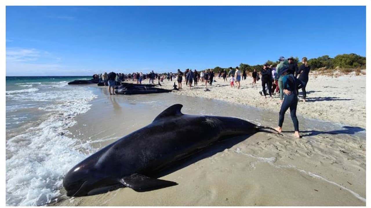 തീരത്ത് വന്ന് കുടുങ്ങി, നൂറോളം പൈലറ്റ് തിമിം​ഗലങ്ങളെ കടലിലേക്ക് തിരിച്ചയച്ചു, രക്ഷാപ്രവർത്തനം വിജയം 